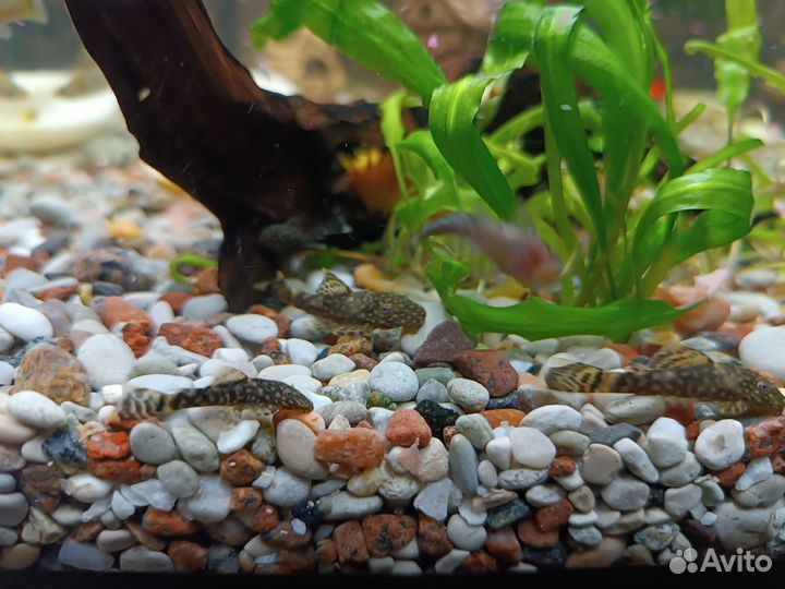 Аквариумные рыбки