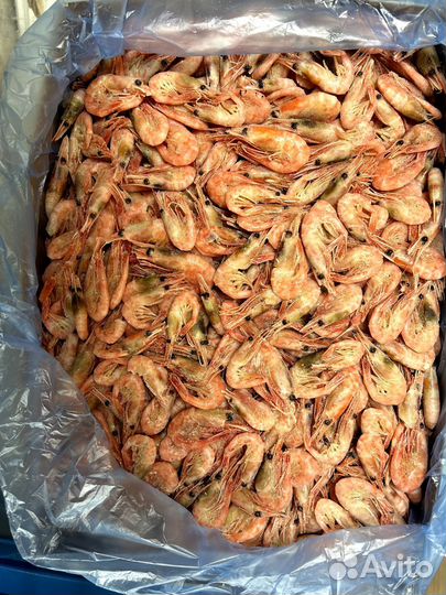 Креветки северные