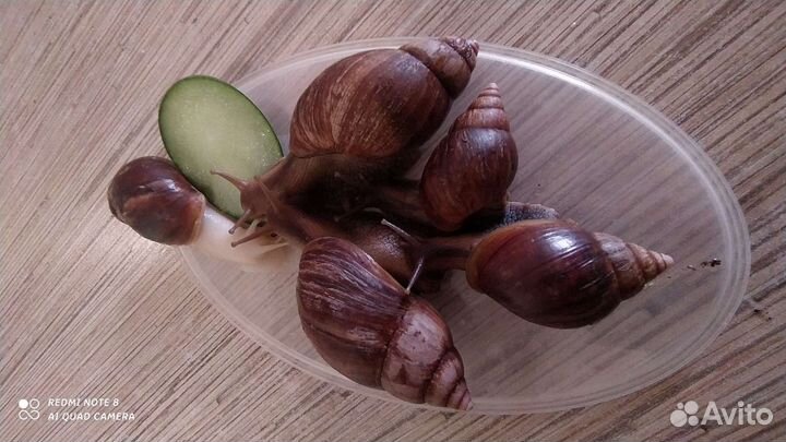 Улитки ахатины в дар