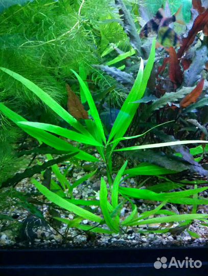 Растения, рыбы, корм. Зеленоград