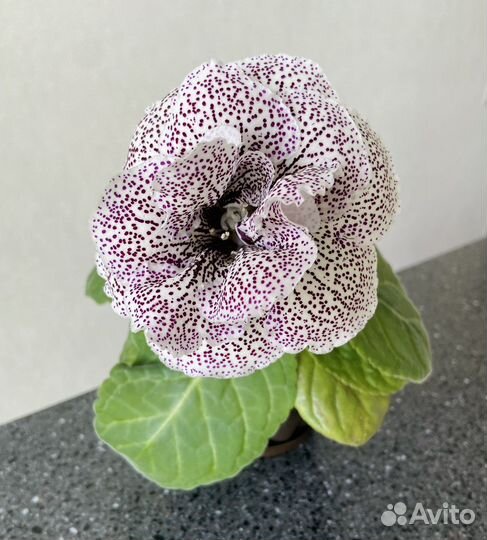 Глоксиния махровая цветущая