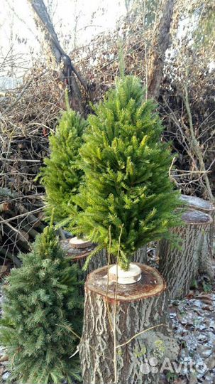 Ёлка из веток оптом. Икебана