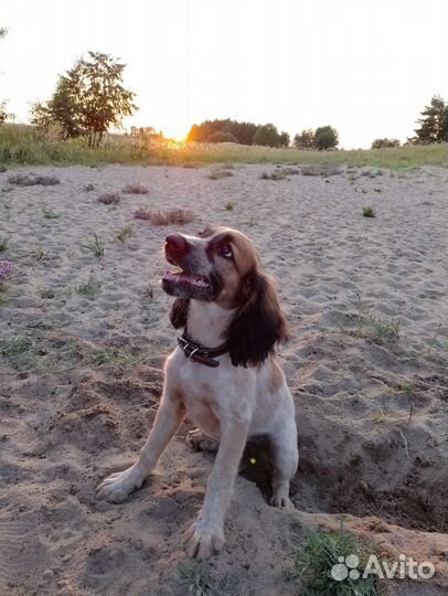 Русский охотничий спаниель щенок