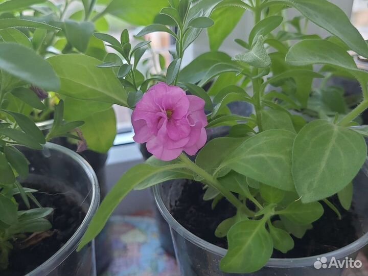 Рассада калибрахоа