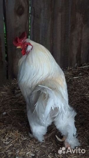 Петухи Брама