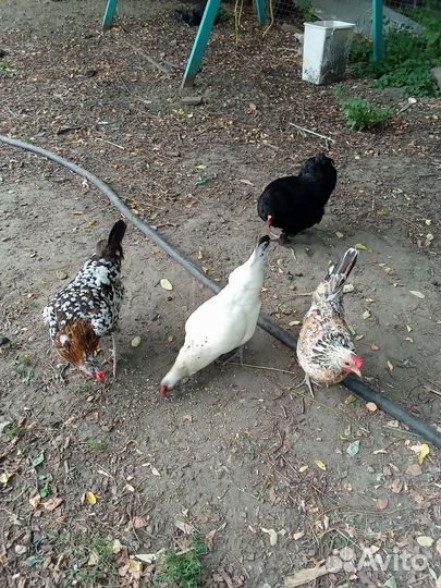 Куры карликовые, декоративные