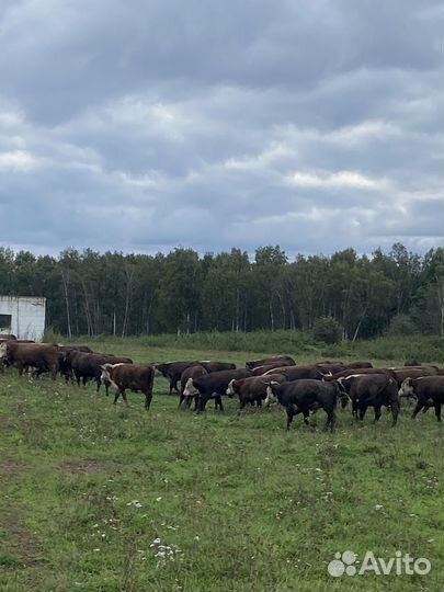 Быки Галифорд