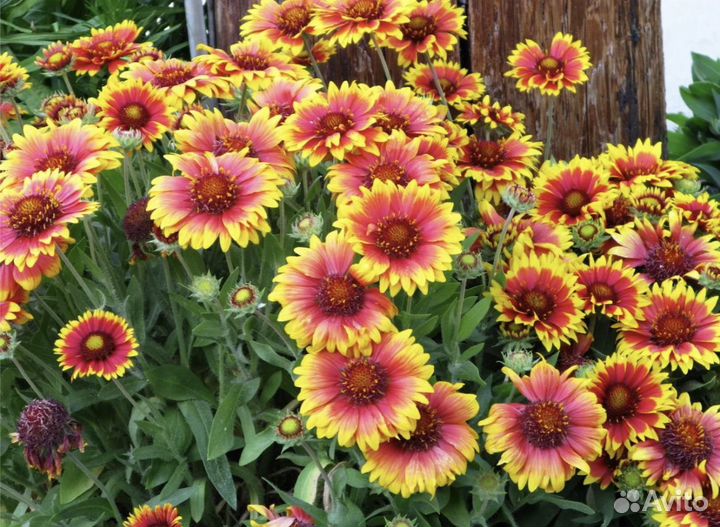 Гайлардия цветок садовый