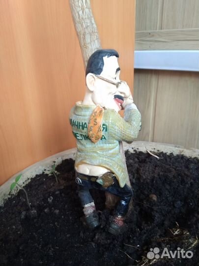 Драцена Маргината