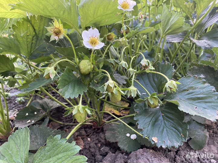 Рассада клубники