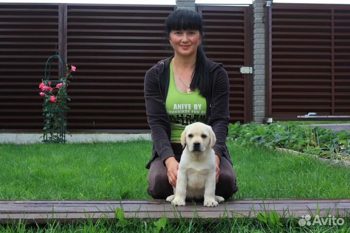 Щенки лабрадора