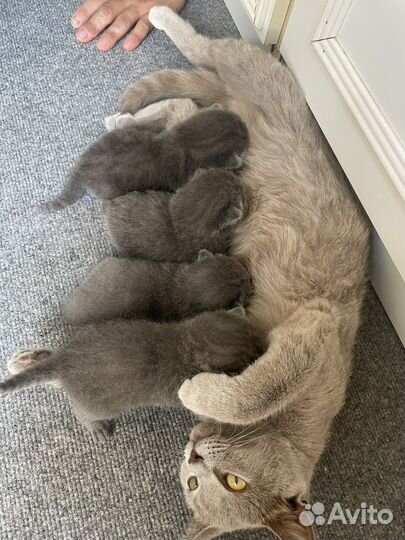 Шотландские котята