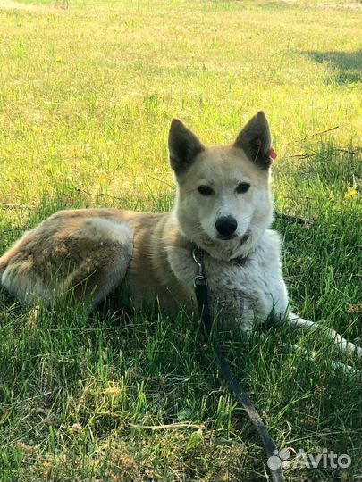 Собака в добрые руки