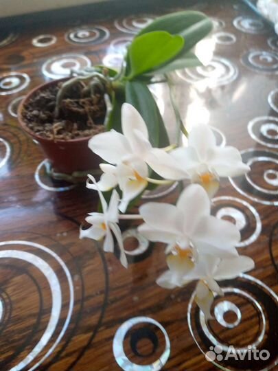 Мини орходея