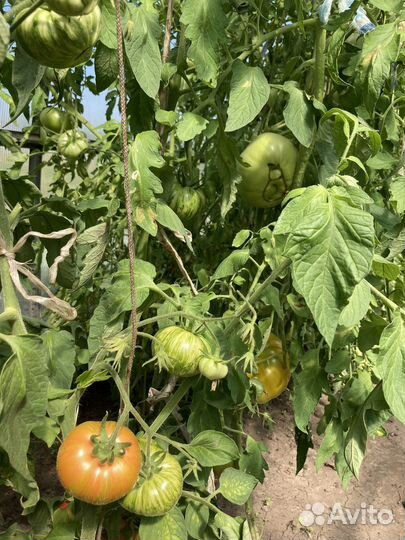 Помидор томат красные желтые луховицы от частника