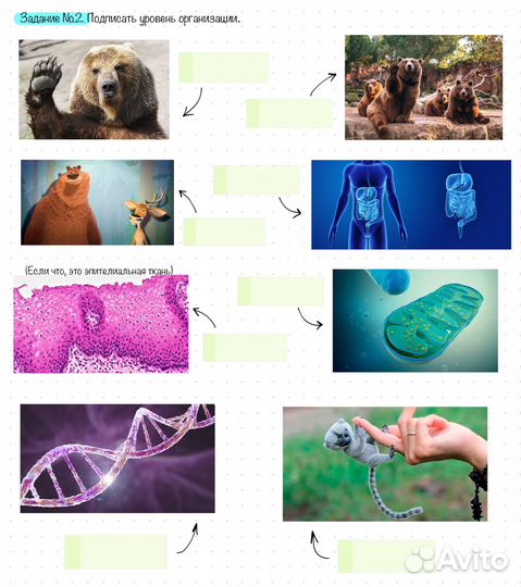 Твой репетитор по биологии егэ/огэ