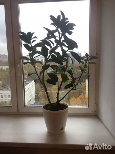 Комнатные растения больших размеров