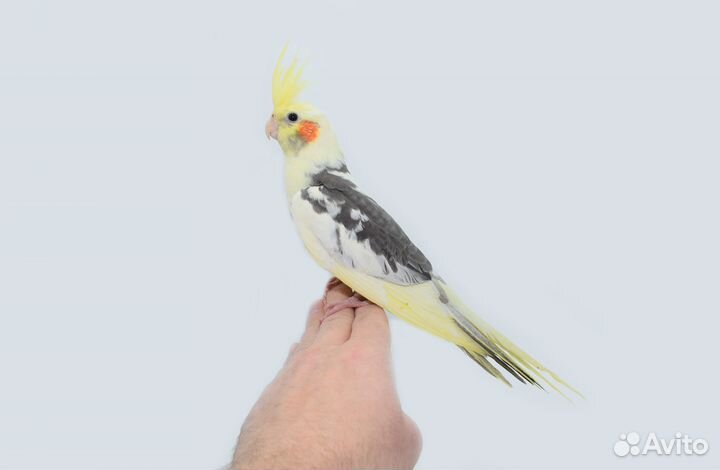 Кореллы выкормыши / ручные. Питомник. Доставка