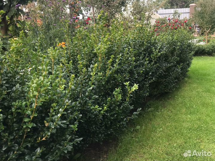 Живая изгородь, бордюр