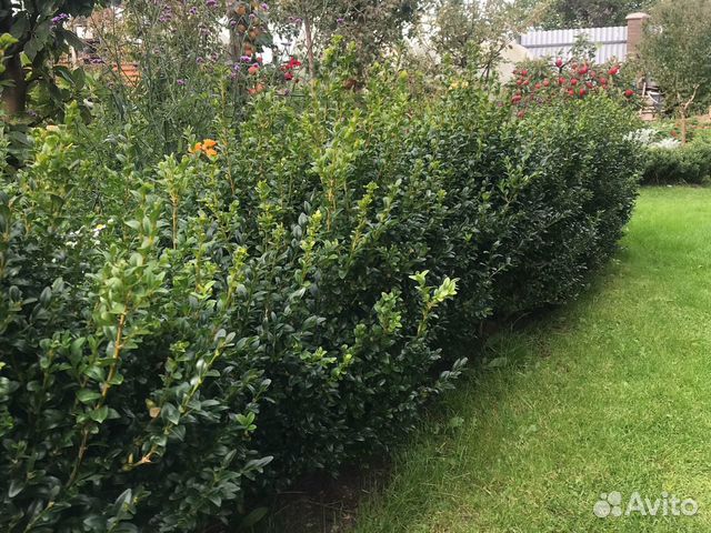 Живая изгородь, бордюр