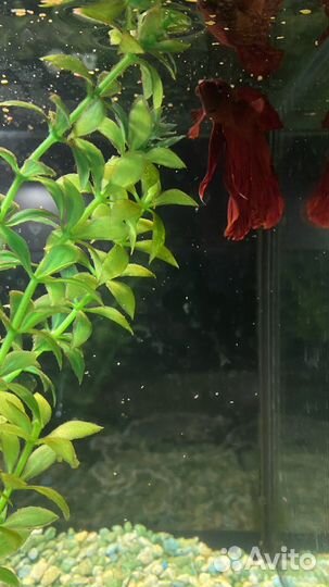 Аквариум с рыбкой