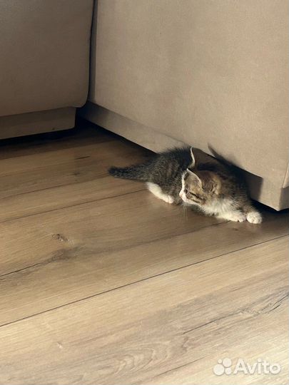 Котенок в дар