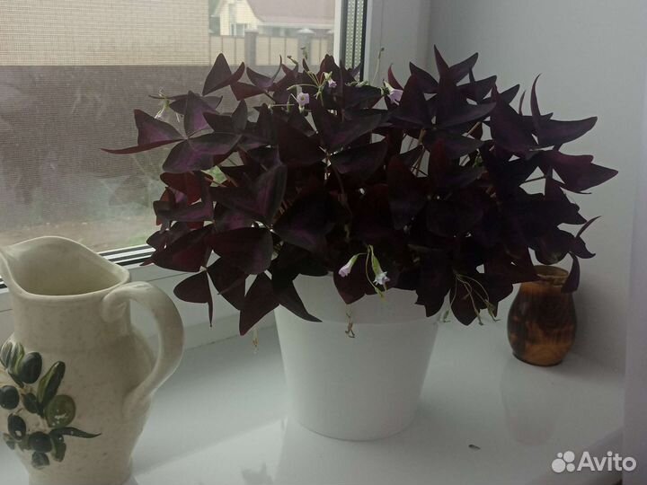 Кислица оксалис,чуткие бабочки