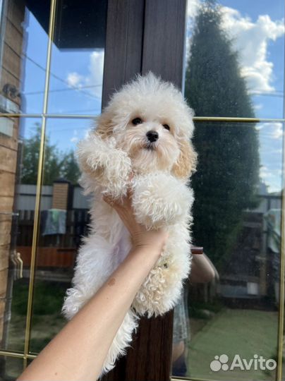 Мальтипу ф1 солнечный мальчик одуванчик