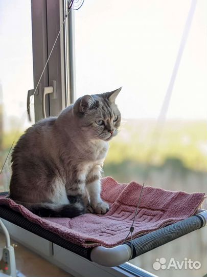 Когтеточка для кошек