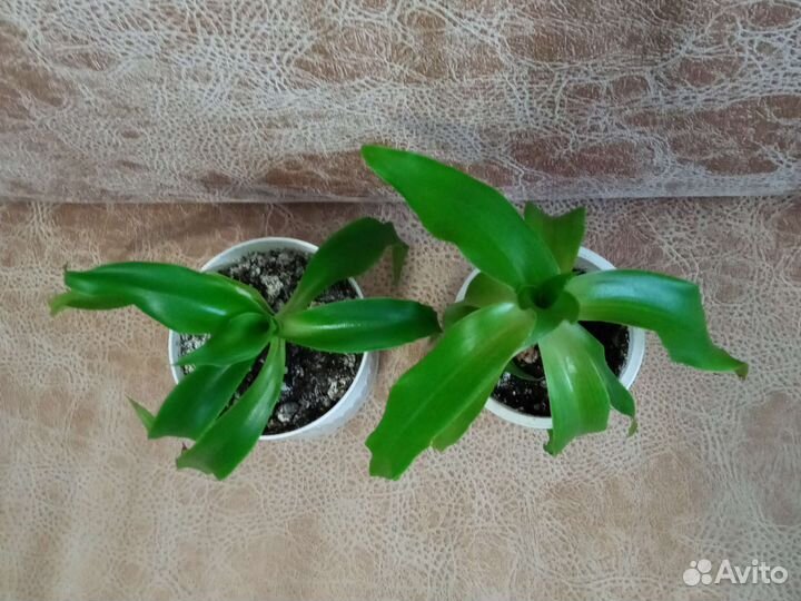 Растение золотой ус (лечебное)