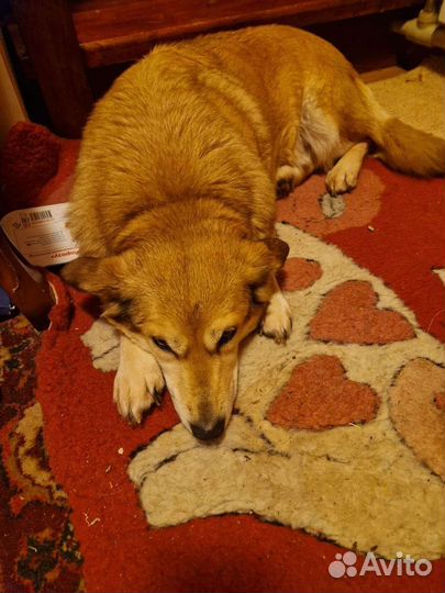 Найдена собака