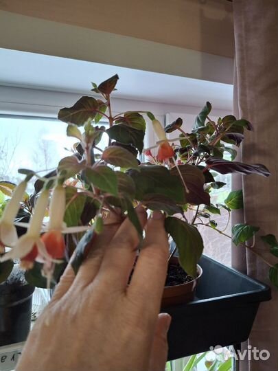 Рассада петунии Опера