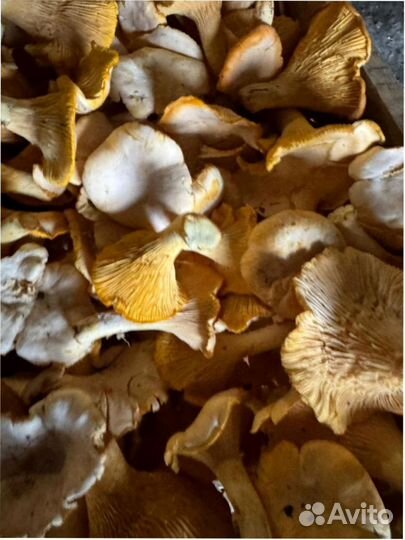 Грибы лисички оптом