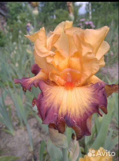 Германские бородатые ирисы