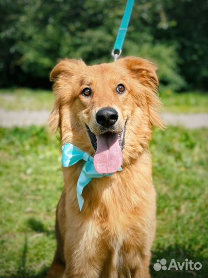 Микки ищет семью. Собака в добрые руки