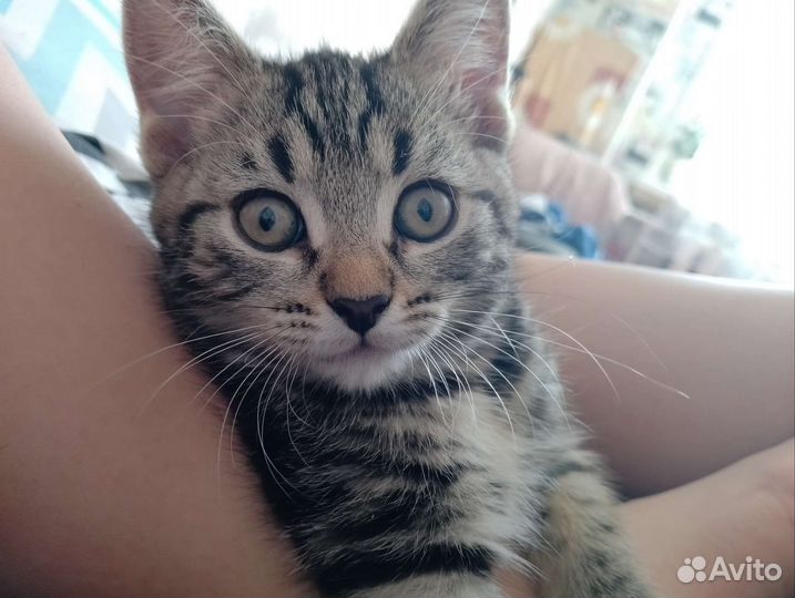 Британская кошка