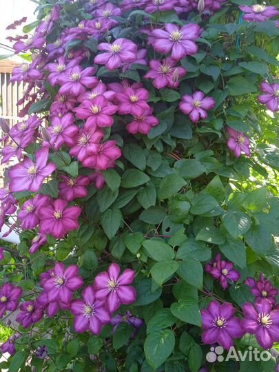 Садовые цветы