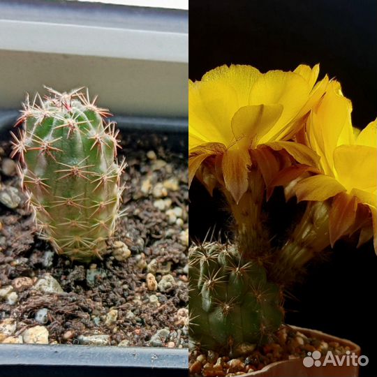 Кактусы сеянцы