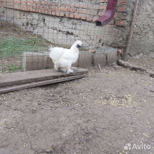 Китайские шелковые куры