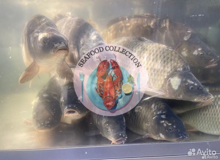 Карп Отборный