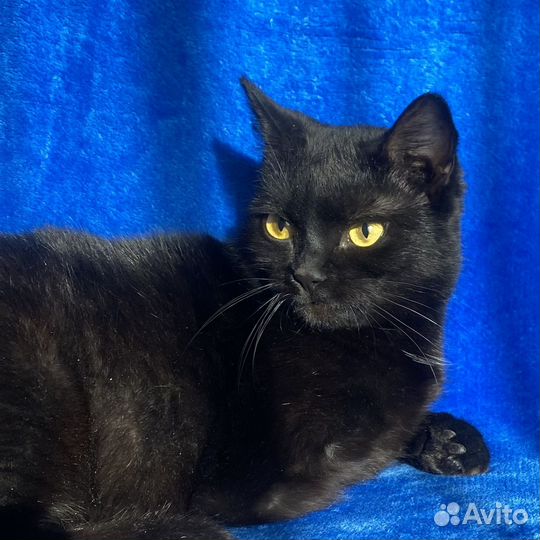 Особенная кошка в дар