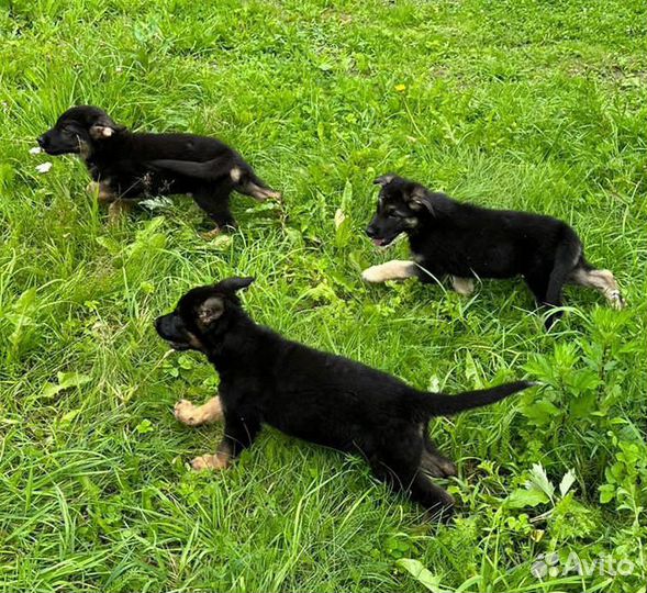 Щенки Восточно европейской овчарки