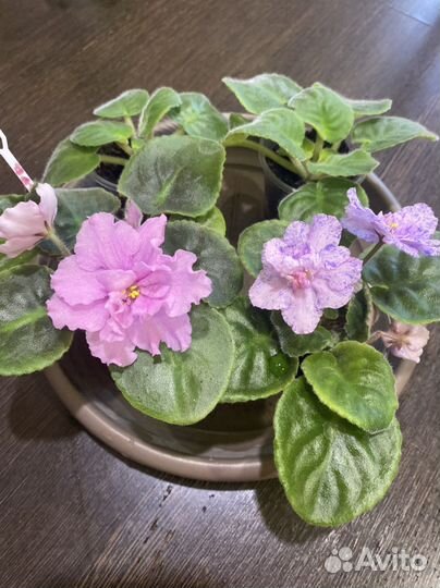 Фиалка, цветущие детки