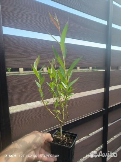 Ива ломкая Булата (Salix fragilis Bullata)