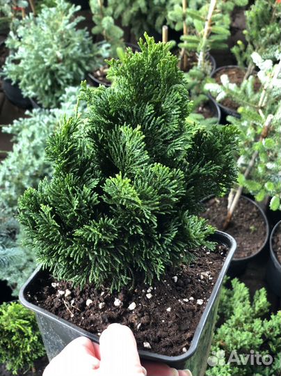 Кипарисовик нана грацилис