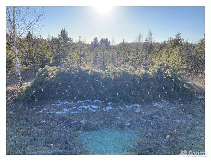 Сосна, ель, пихта, лапник