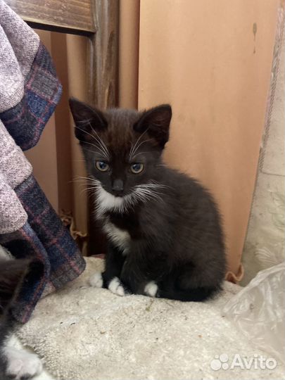 Котята ищут дом