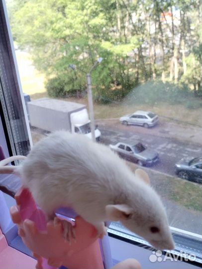 Крыса дамбо