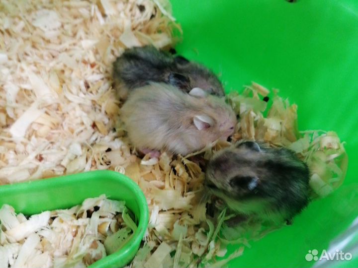 Джунгарский хомяк