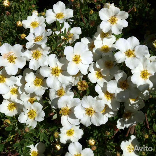 Сирень, Лапчатка, Морозник, Шалфей, Эхинацея